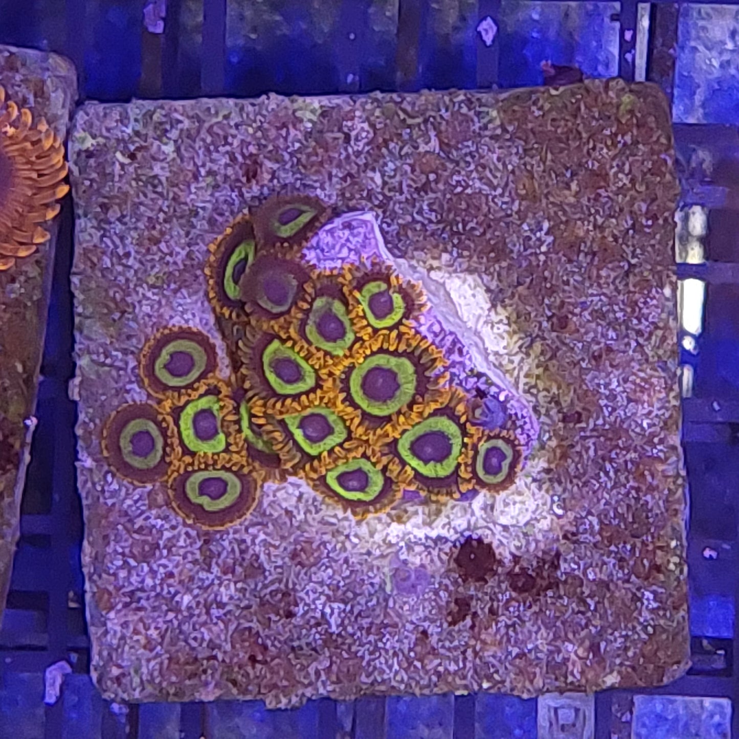 Fruit Loops Zoanthids