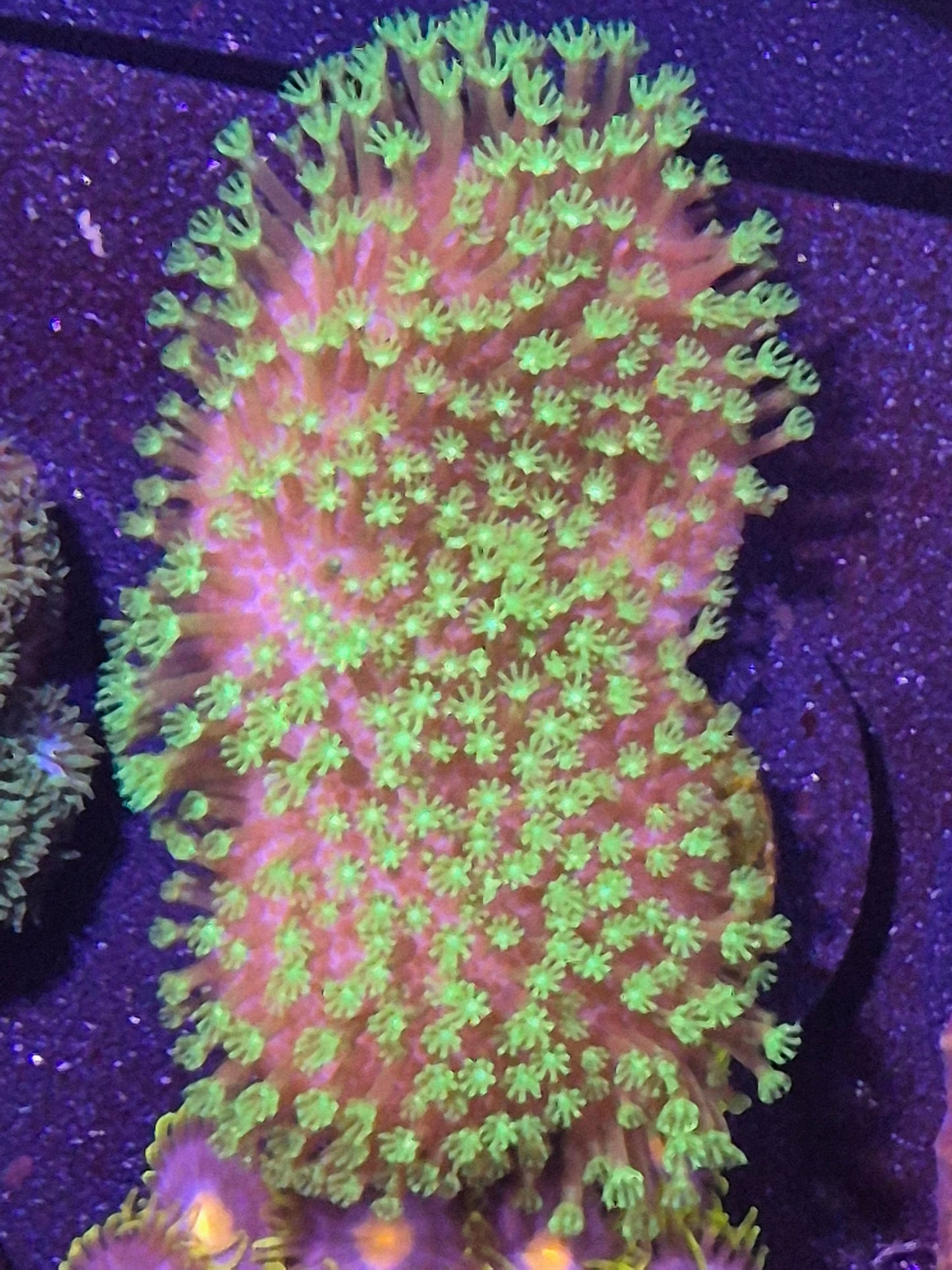 Short Green Polyp Toadstool Leather