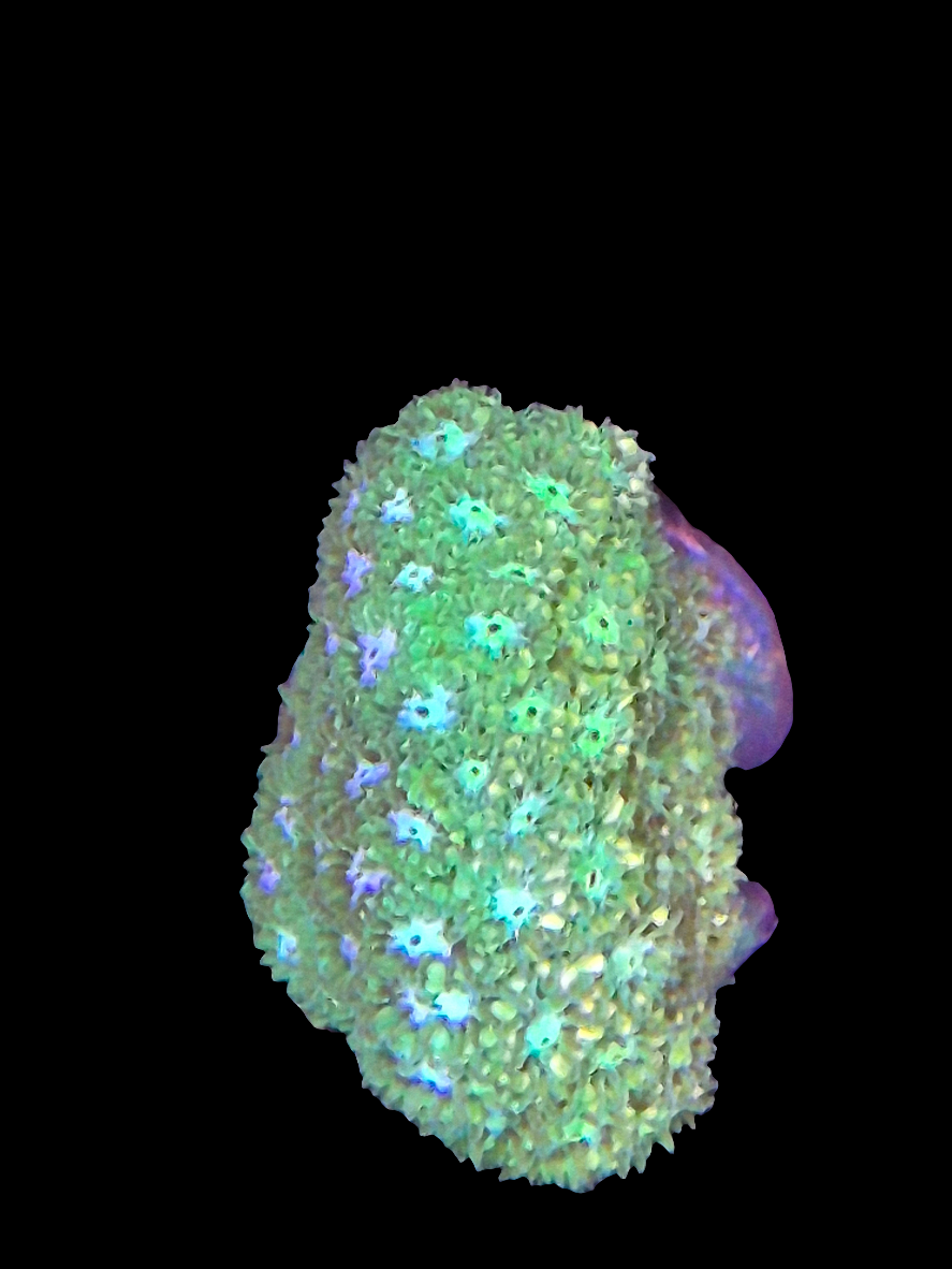 Blue/Green Leptastrea