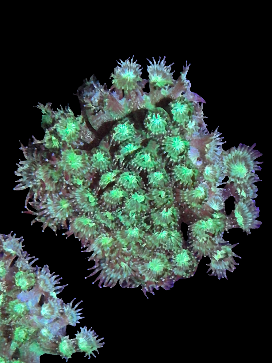 Green Glitter Goniopora