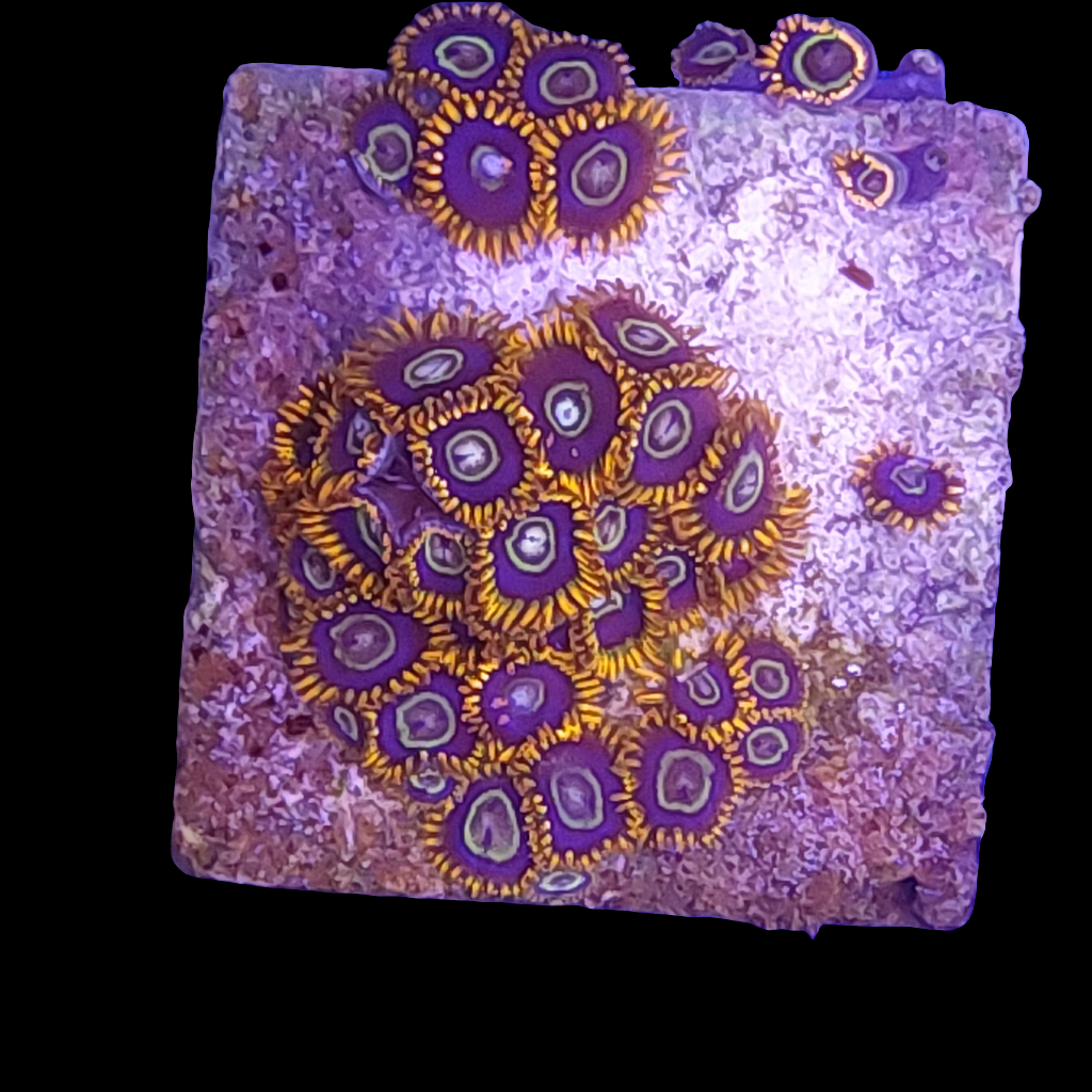 Rainbow Hornet Zoanthids