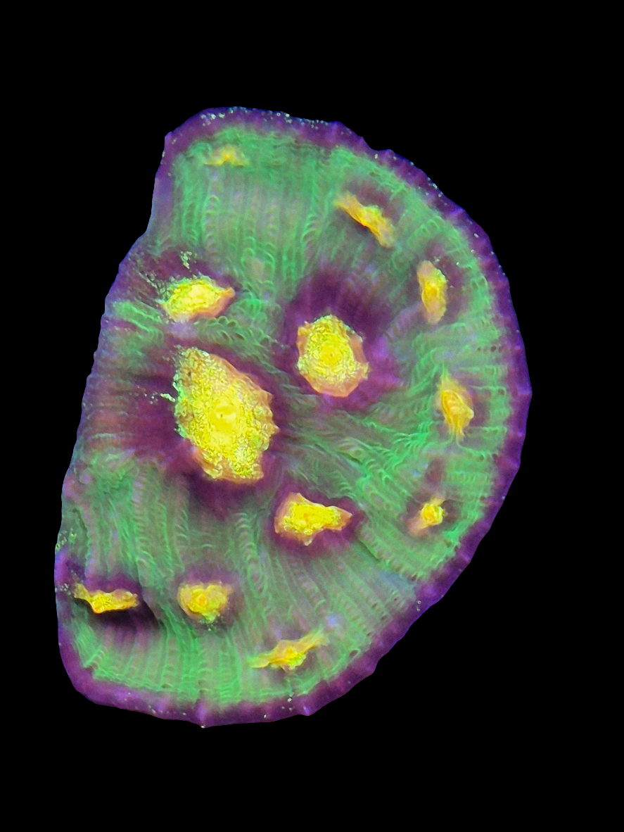 Raja Rampage Chalice