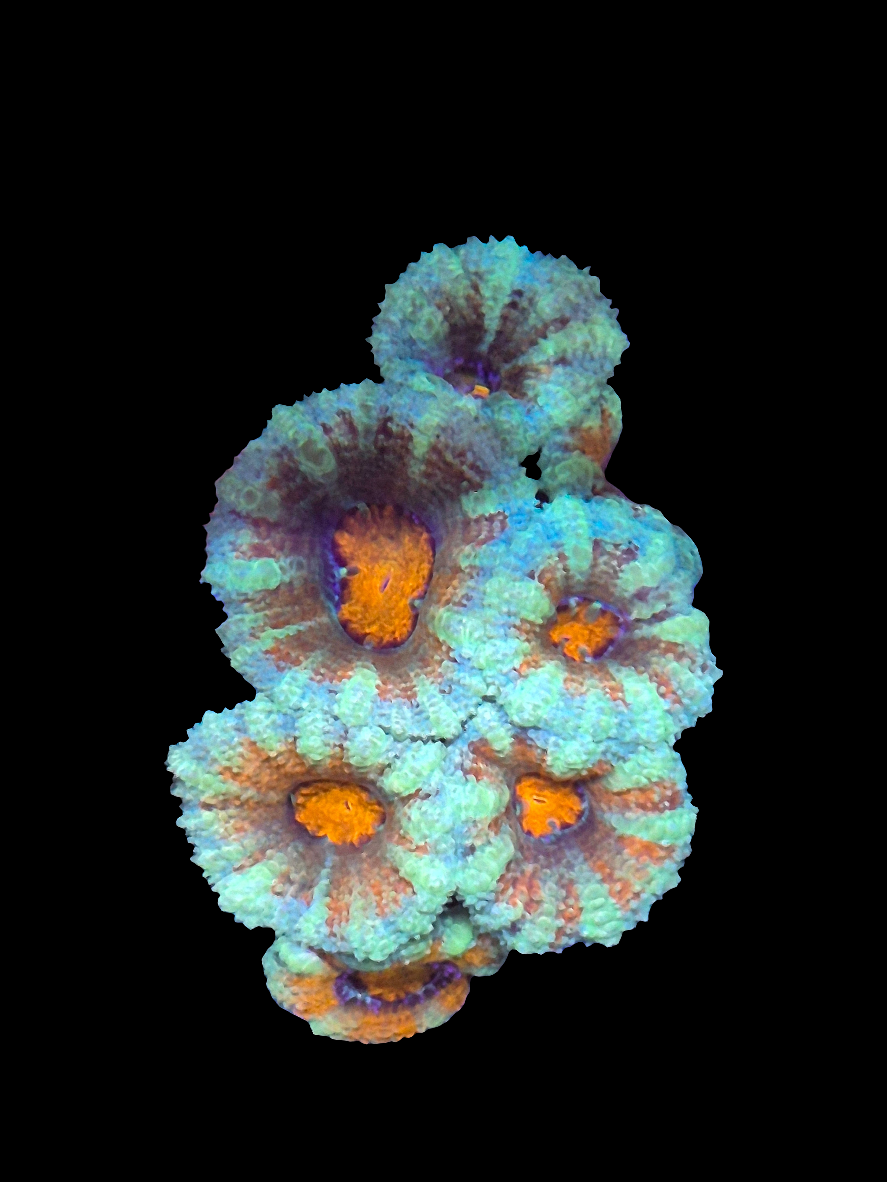 Red Centre Acan Single polyp