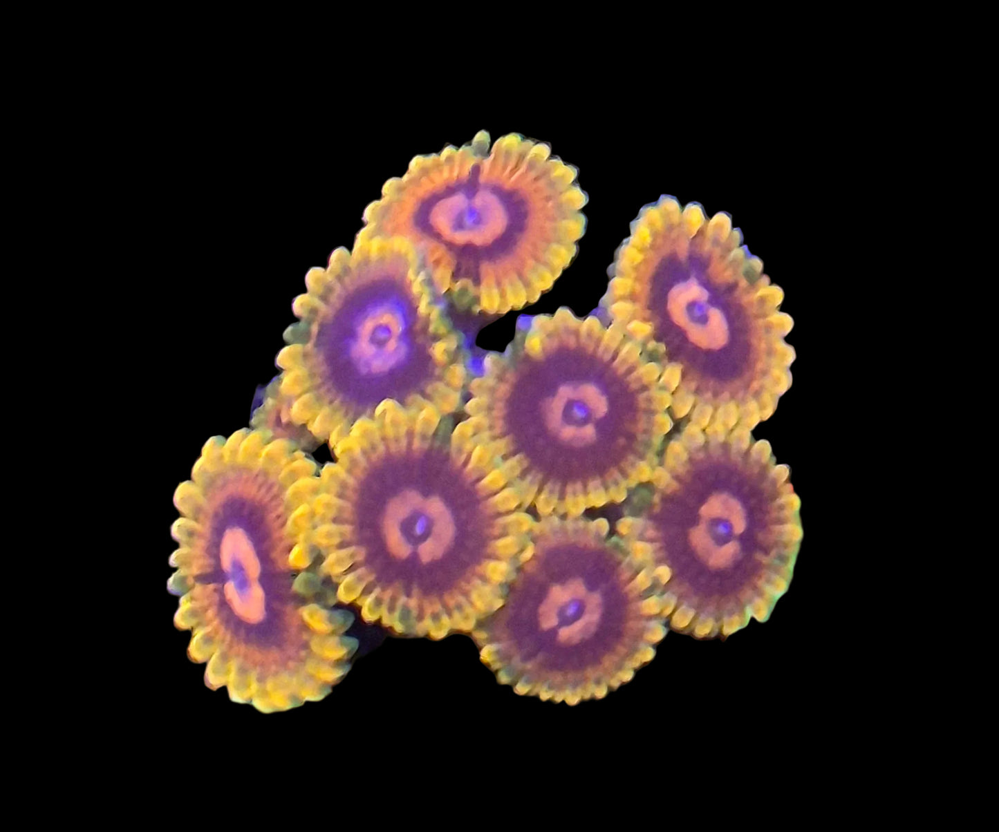 Jedi Mind Trick Zoanthids