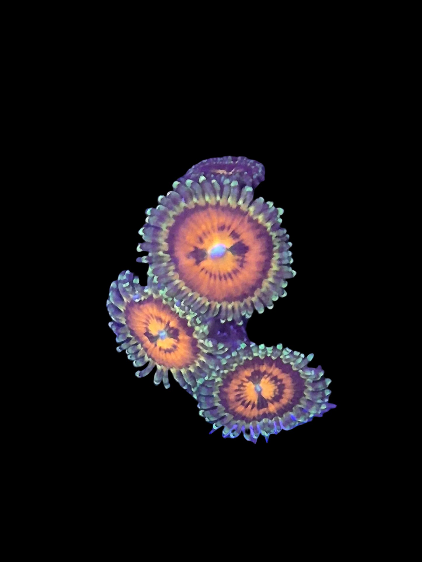 Rainbow Incinerator Zoanthids