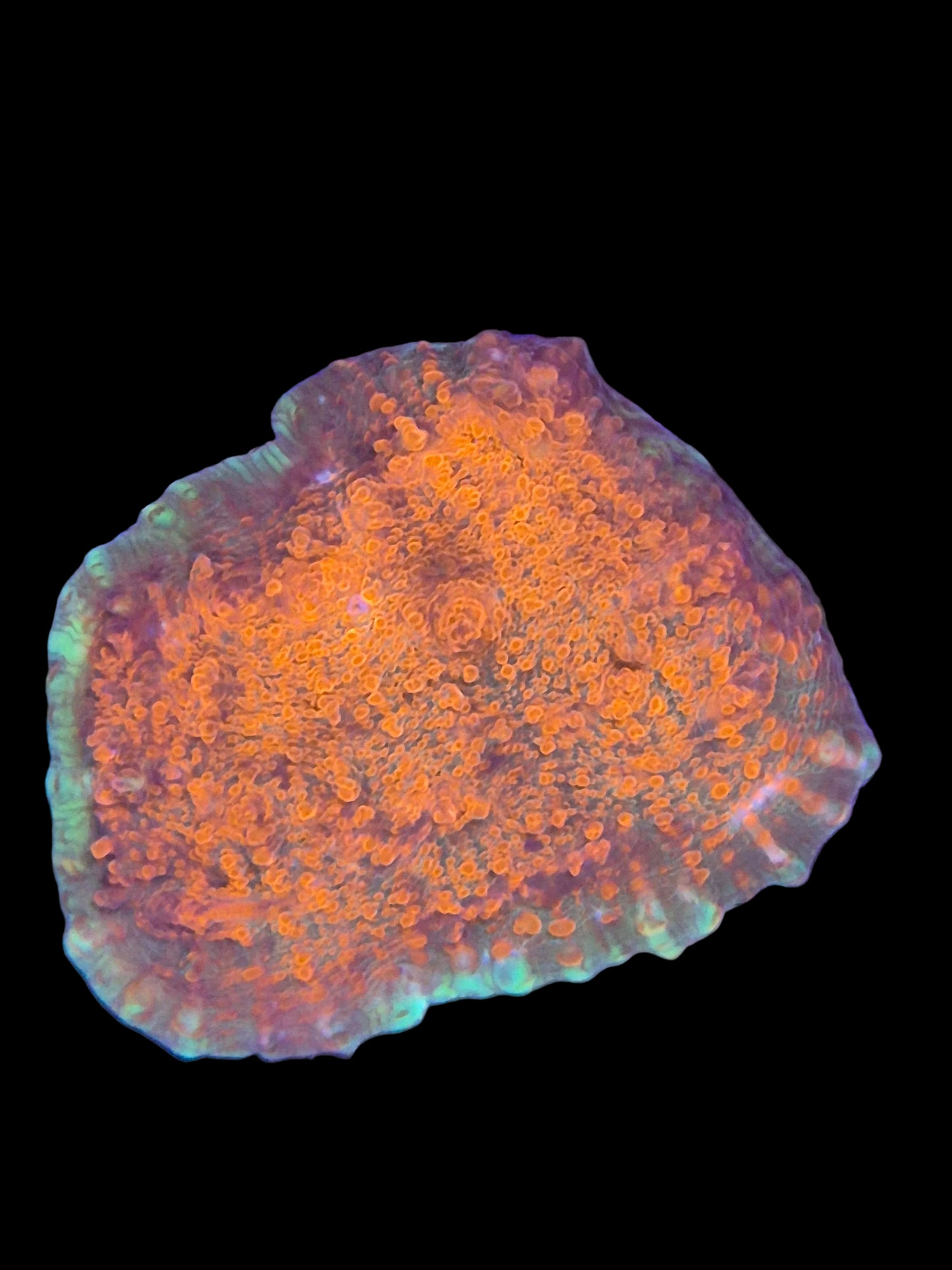 Cherry Garcia Chalice