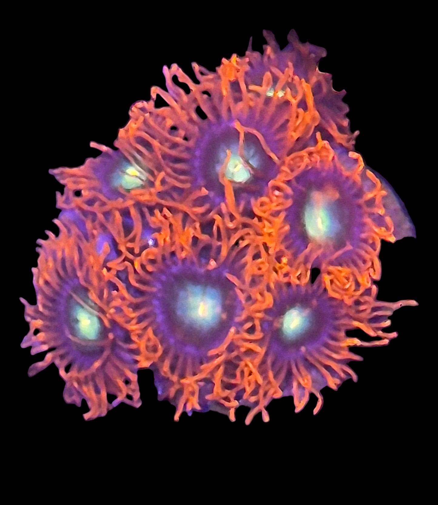 Punk Rocker Zoanthids