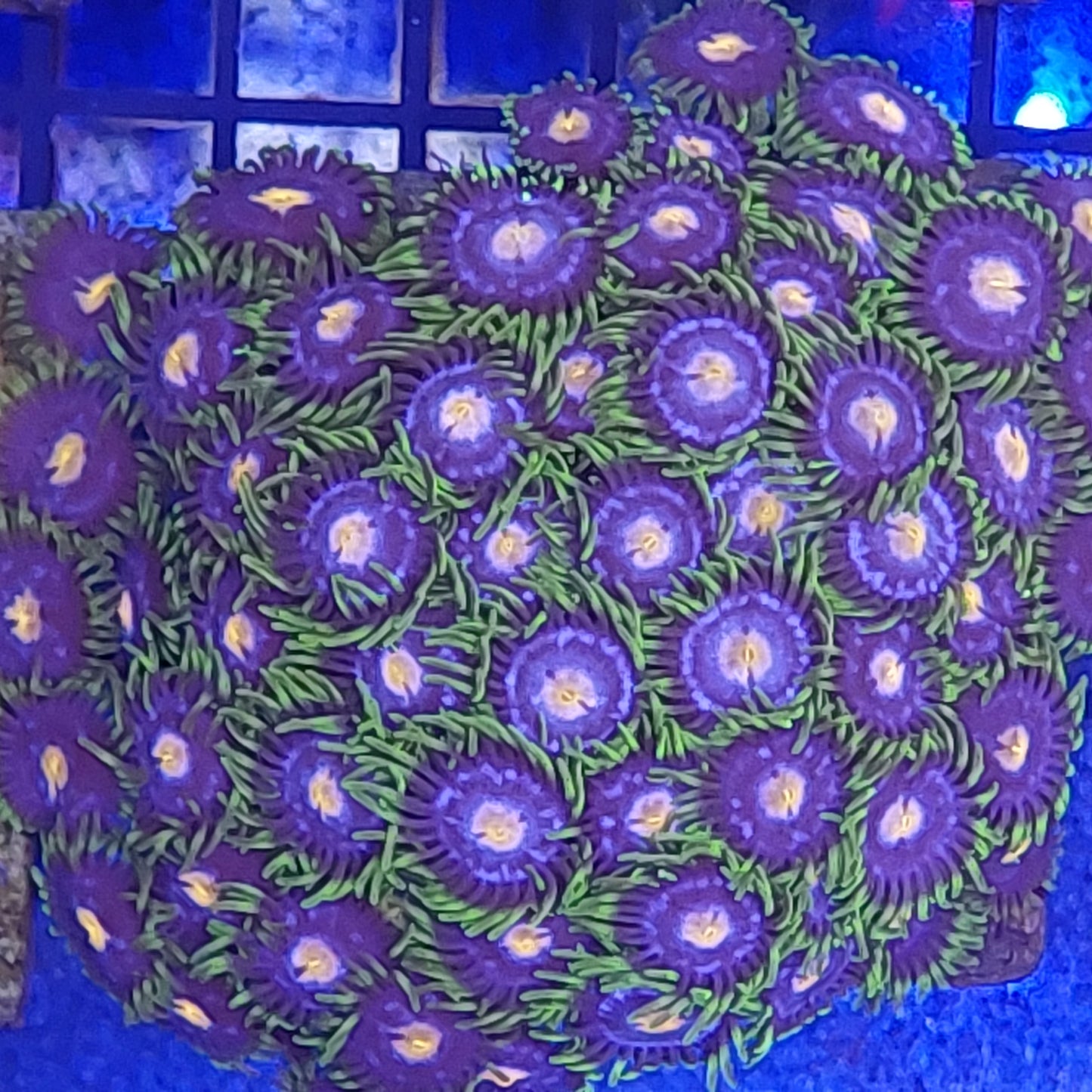 Blowpop Zoanthids