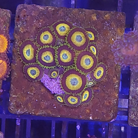 Scrambled Eggs Zoanthids