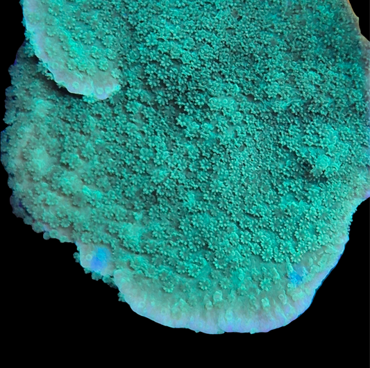 Green Montipora Capricornis