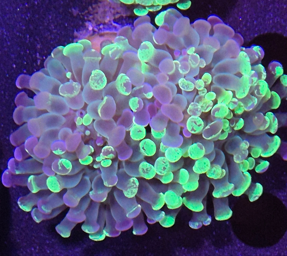 Purple/Green Splash Branching Hammer