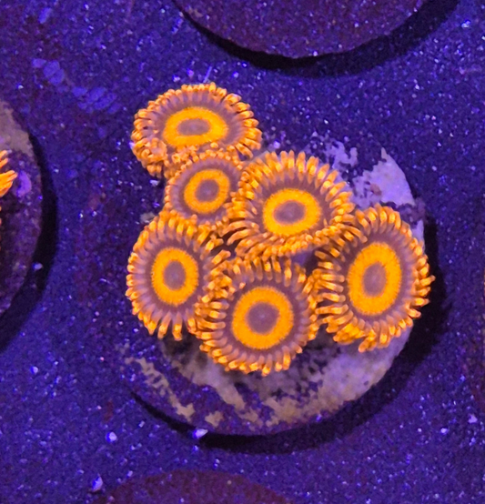 Orange Oxide Zoanthids