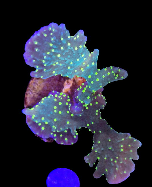 Dark Green/Neon Polyps Montipira Hirsuta