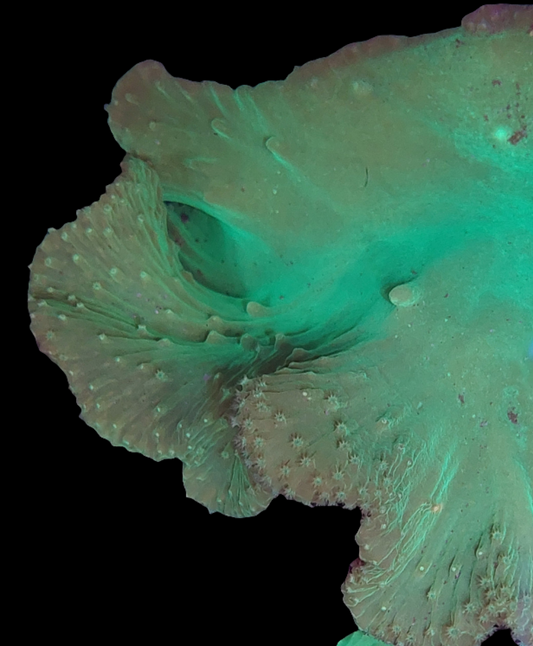 Neon Green Cabbage Leather