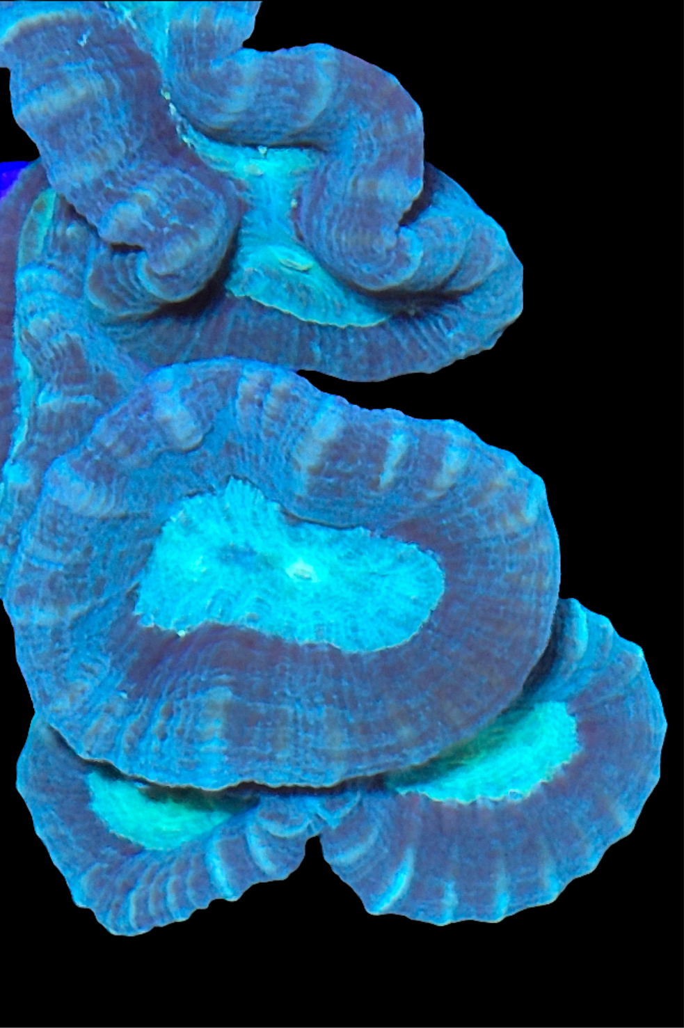 Teal/Green Candy Cane