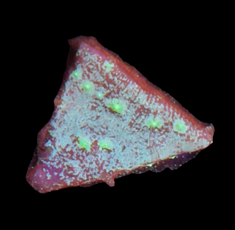 Acid Rain Leptoseris