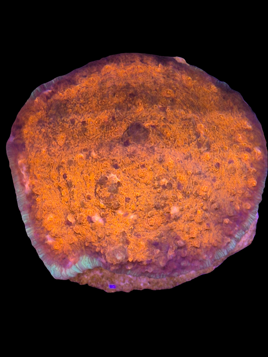 Cherry Garcia Chalice