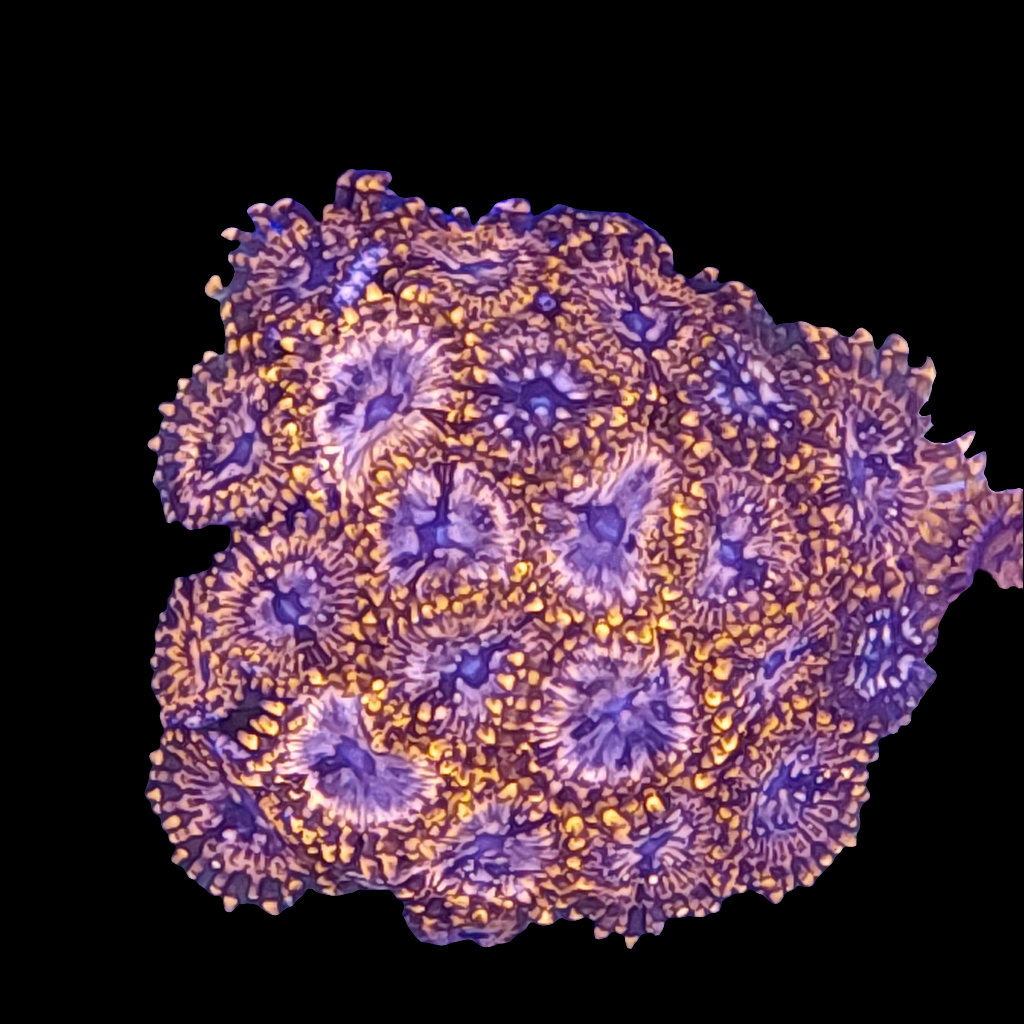 Utter Chaos Zoanthids