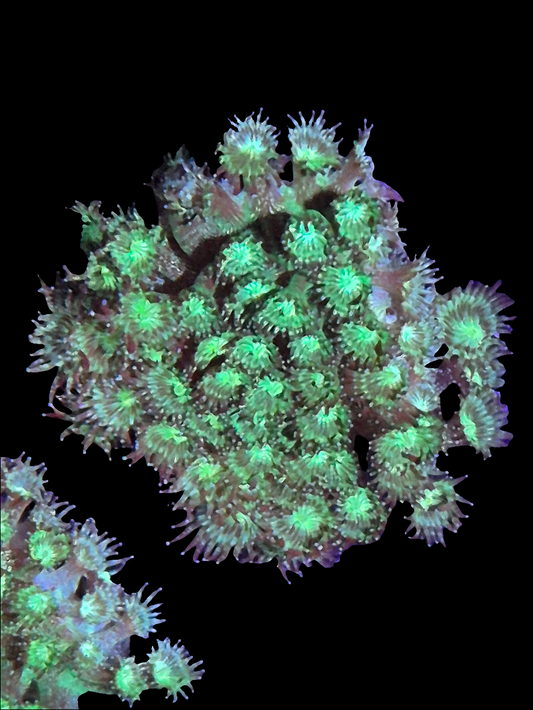 Green Glitter Goniopora