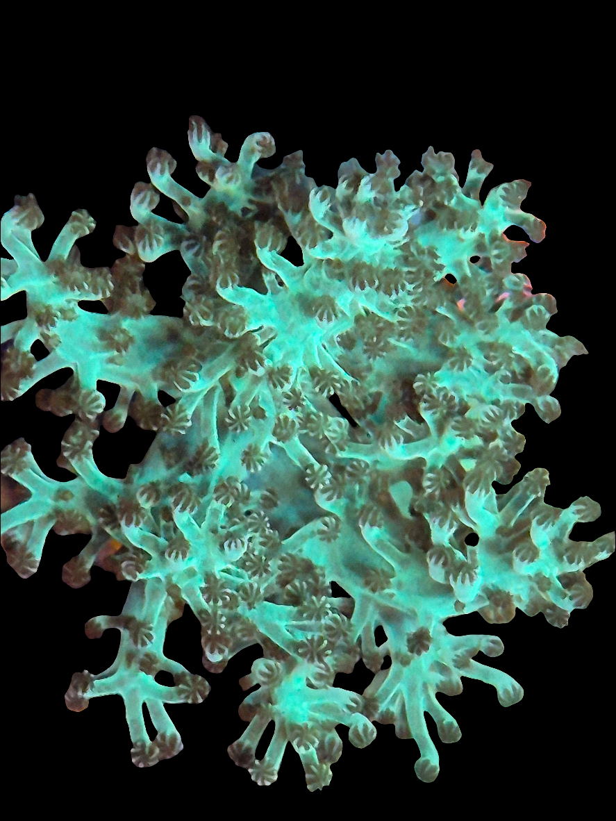 Neon Green Kenya Tree