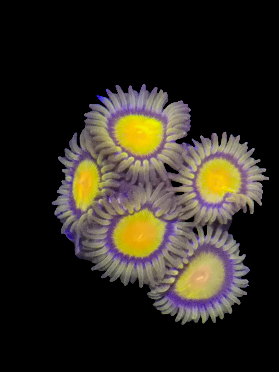 Tutti Fruitti Zoanthids