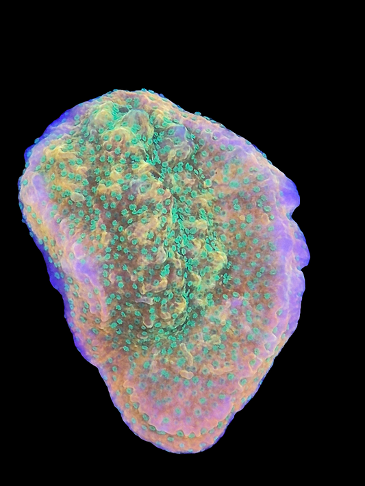 Skittlebomb Montipora