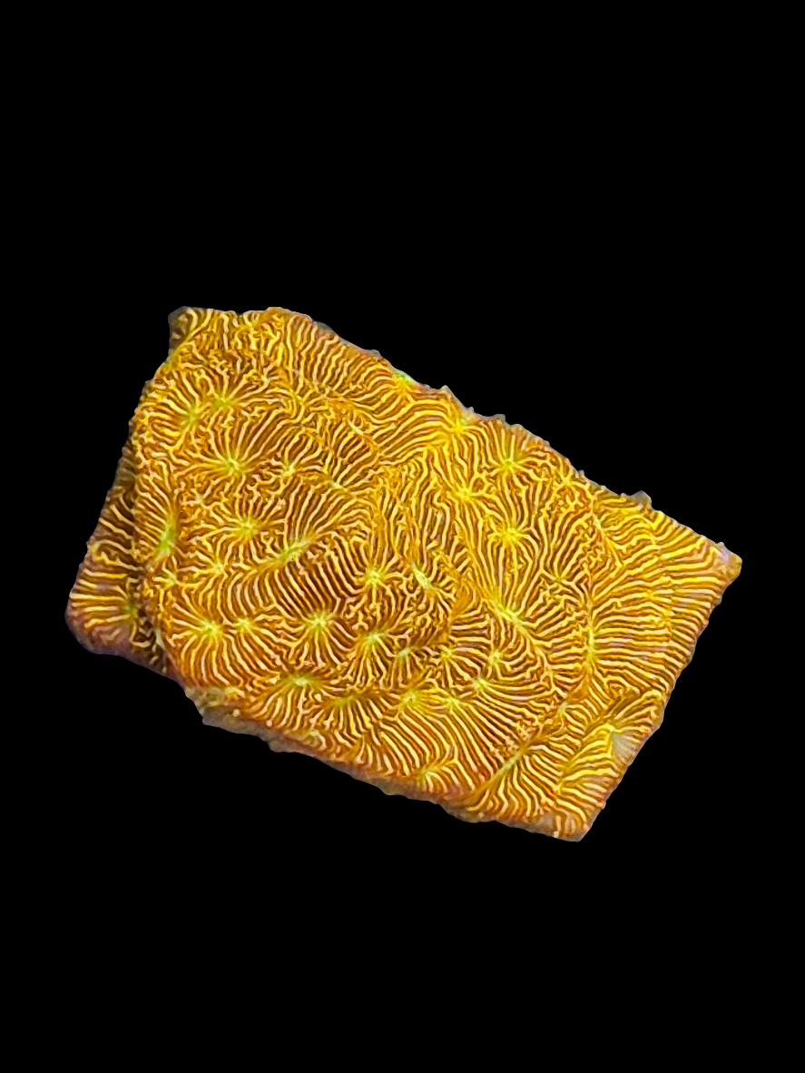 Jack O Lantern Leptoseris