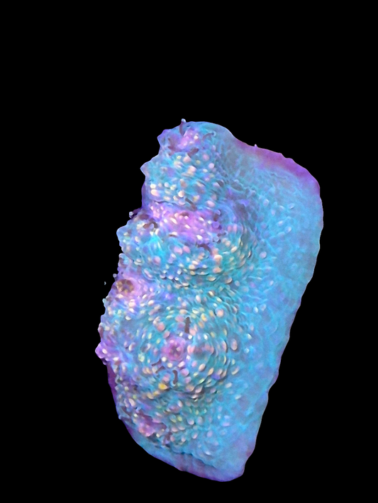 Fist Full of Dollars Chalice