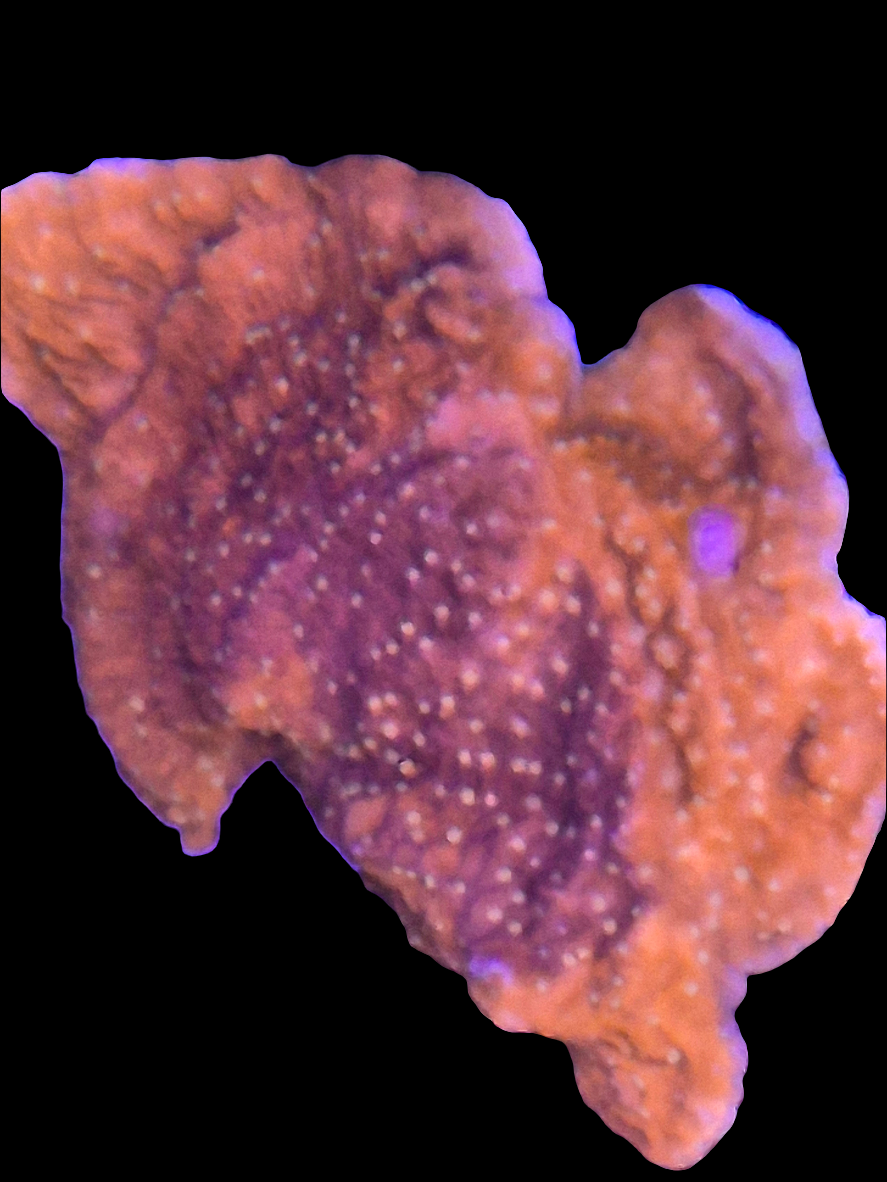 Snow Cap Montipora