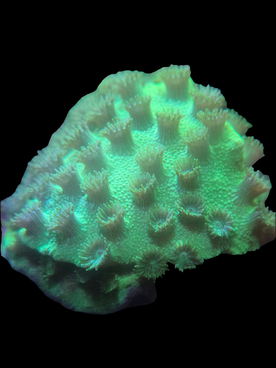 Green Cyphastrea
