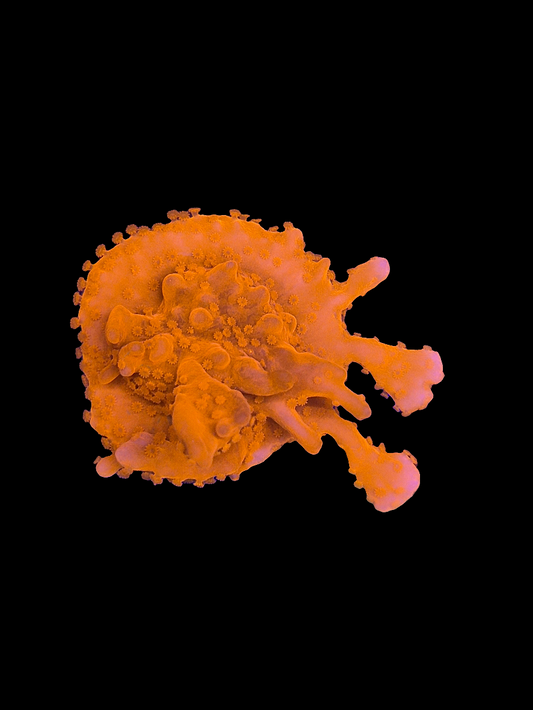 Red Montipora Setosa