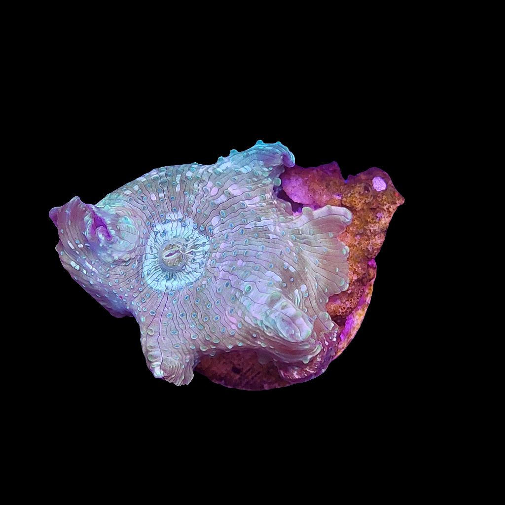 Green Discosoma Mushroom