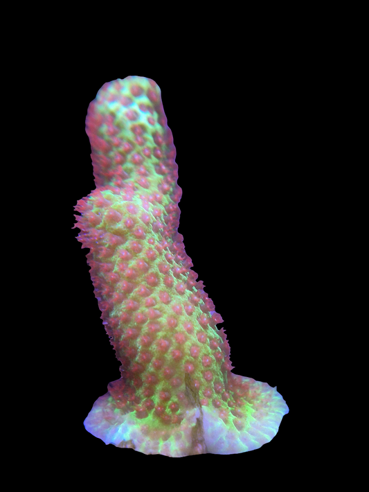 WWC The Grinch Porites