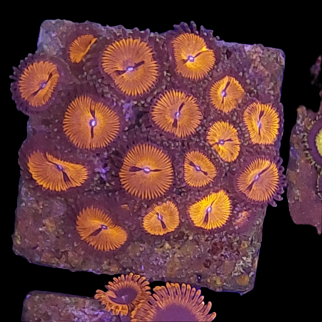 Bloodsucker Zoanthids