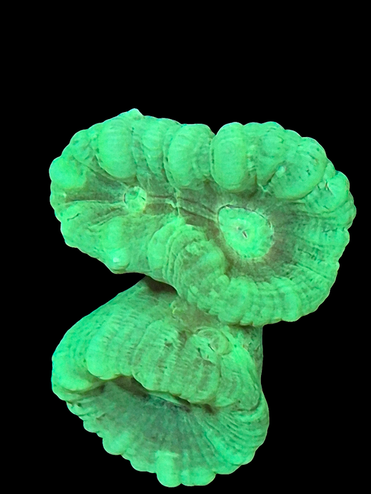 Neon Green Candy Cane