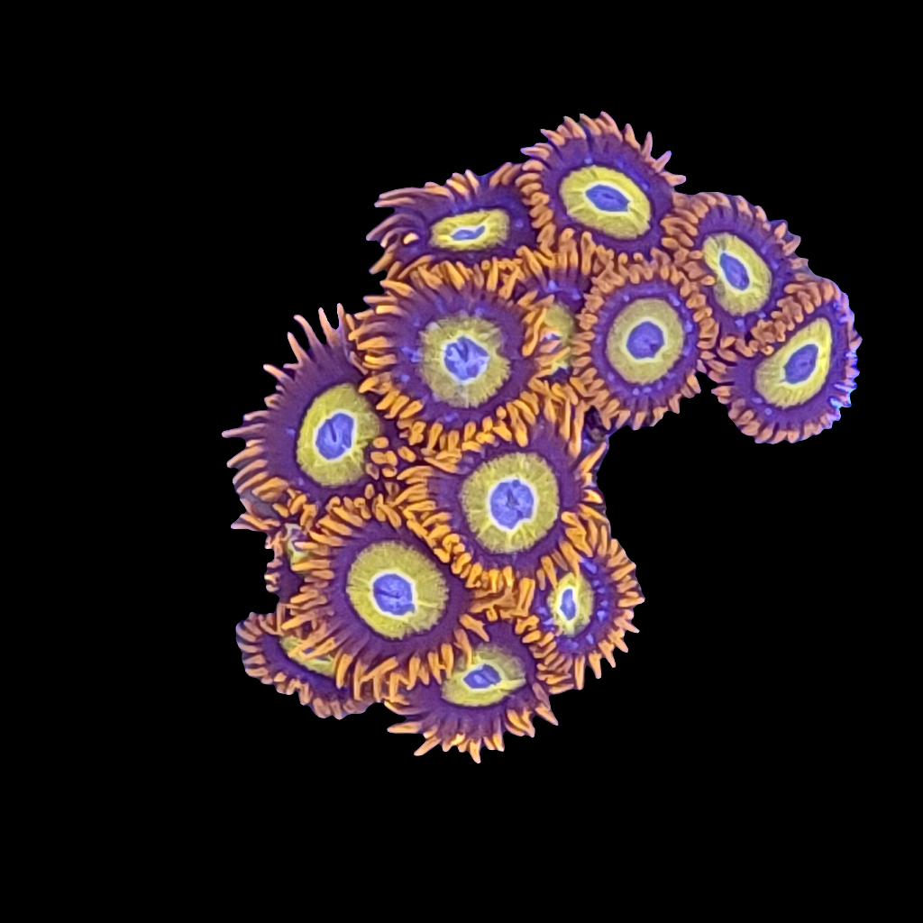 Blue Eye Blondes Zoanthids