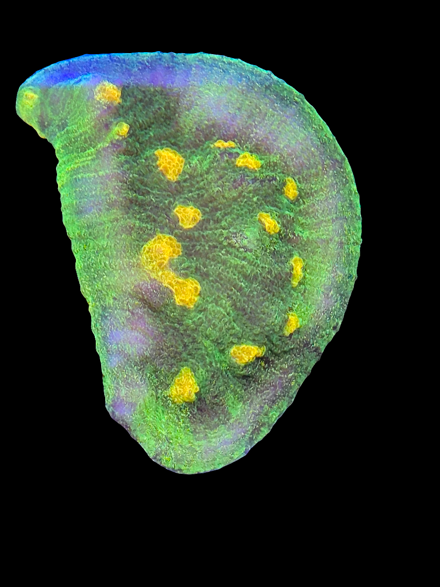 WWC Space Invader Chalice