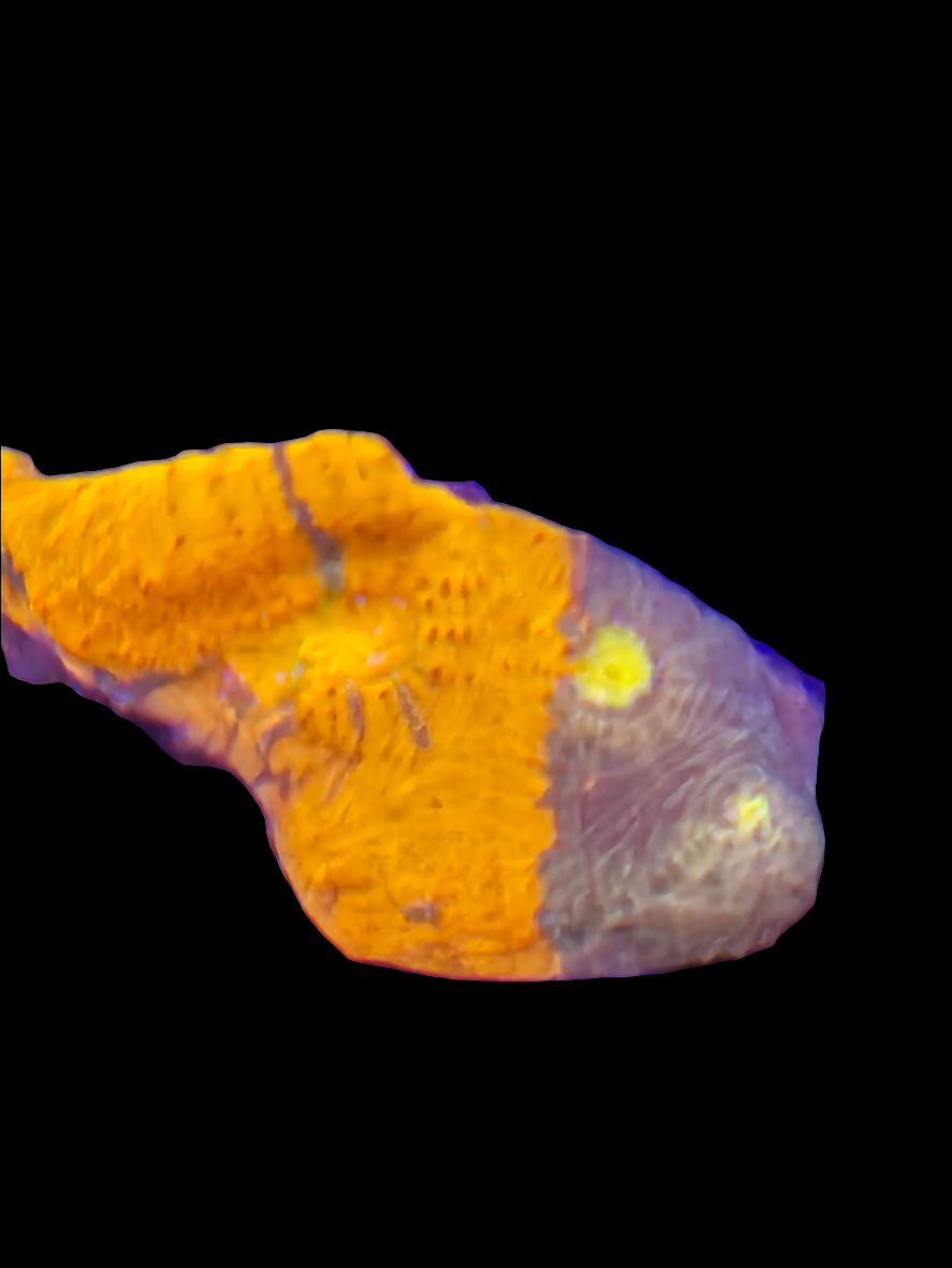 Rainbow Jelly Bean Chalice