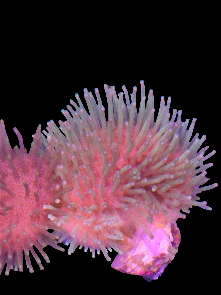 Long Polyp Toadstool Leather