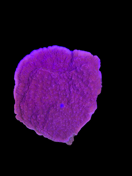 Purple Montipora Capricornis