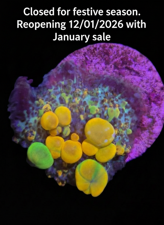 Closed for festive season