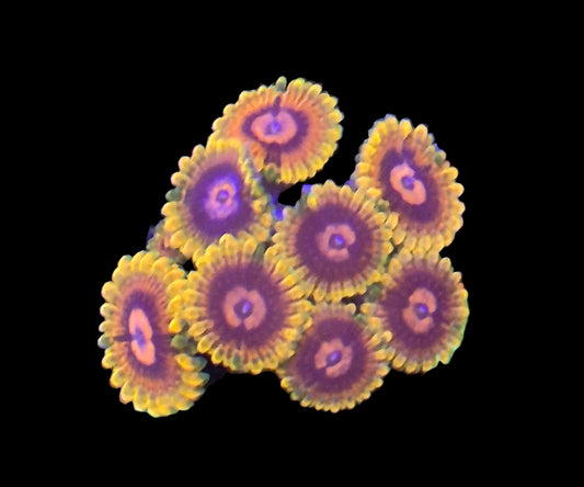 Jedi Mind Trick Zoanthids