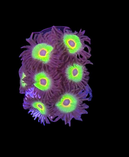 Bob Marley Zoanthids