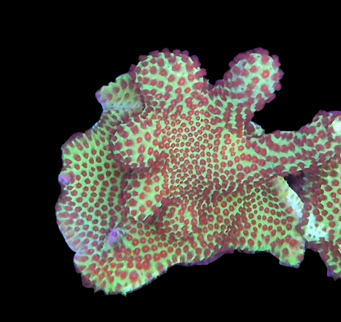 WWC The Grinch Porites