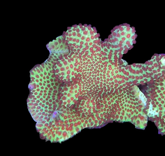 WWC The Grinch Porites