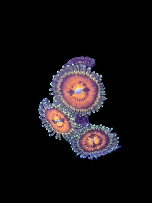Rainbow Incinerator Zoanthids