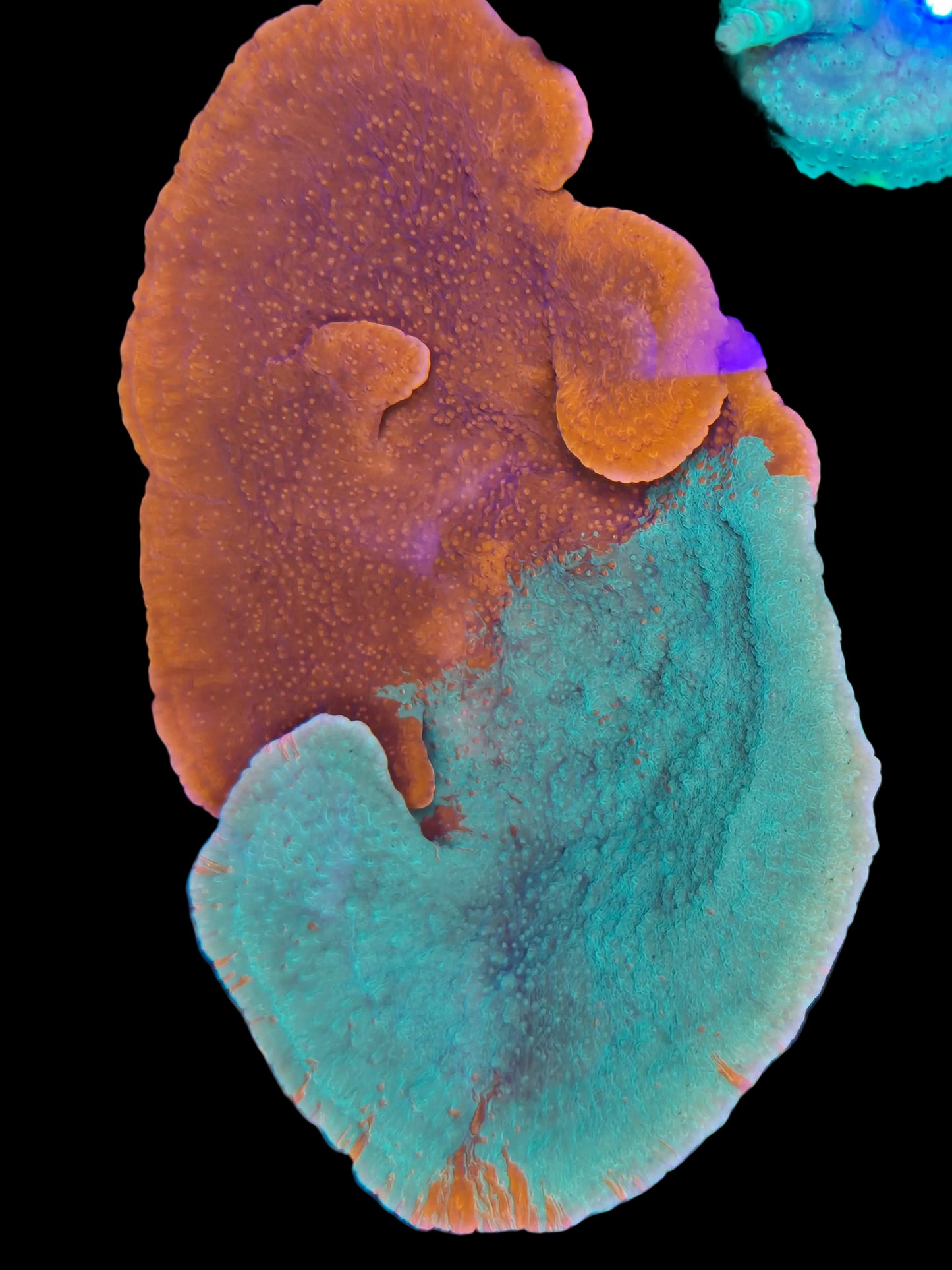 Grafted Red/Green Montipora